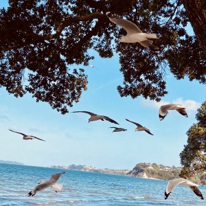Ariki drive Beach Reserve – Snells Beach