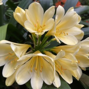 Mt Eden Gardens – Auckland