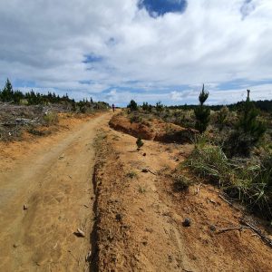 Woodhill Forest Park Mountain Bike Track
