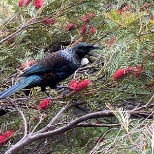 Wellington Botanical Gardens – Wellington