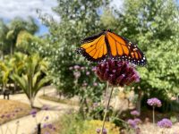 Sculptureum & Rothko Restaurant – Matakana