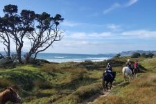 Pakiri Beach Horse Rides – Wellsford (Northland)
