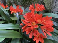 Mt Eden Gardens – Auckland