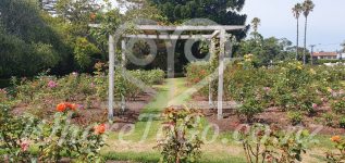 Rose Garden – Parnell