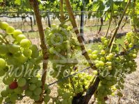 Coopers Creek Winery – Kumeu