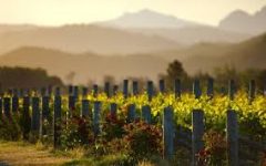 Cloudy Bay Vineyard & Winery – Marlborough (Blenheim)