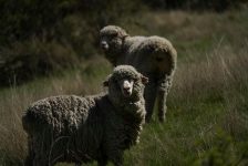 Glamping at Moke Lake – Queenstown