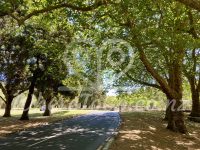 Cornwall Park – Epsom