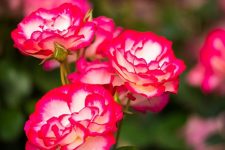 Bushmere Arms – Gisborne