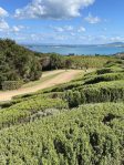 Mudbrick Vineyard & Restaurant – Waiheke Island
