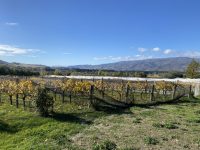 Terra Sancta Winery Bannockburn