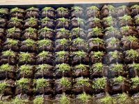 Mezze & More Cabinet Food - Made Market Hamilton NZ