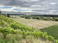Terrace Edge Winery Waipara