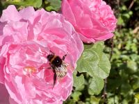 Woodlands Historic Estate & Gardens – Gordonton (Hamilton)