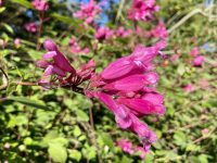 Woodlands Historic Estate & Gardens – Gordonton (Hamilton)