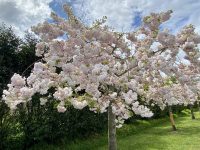 Zealong Tea Estate Cherry Blossom Close Up