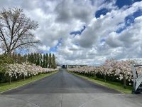 Zealong Tea Estate Cherry Blossom Entry