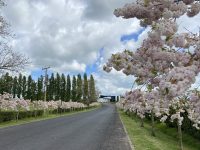 Zealong Tea Estate Cherry Blossom Entryway