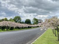 Zealong Tea Estate Cherry Blossom Trees