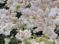 Zealong Tea Estate Cherry Blossom Zoom